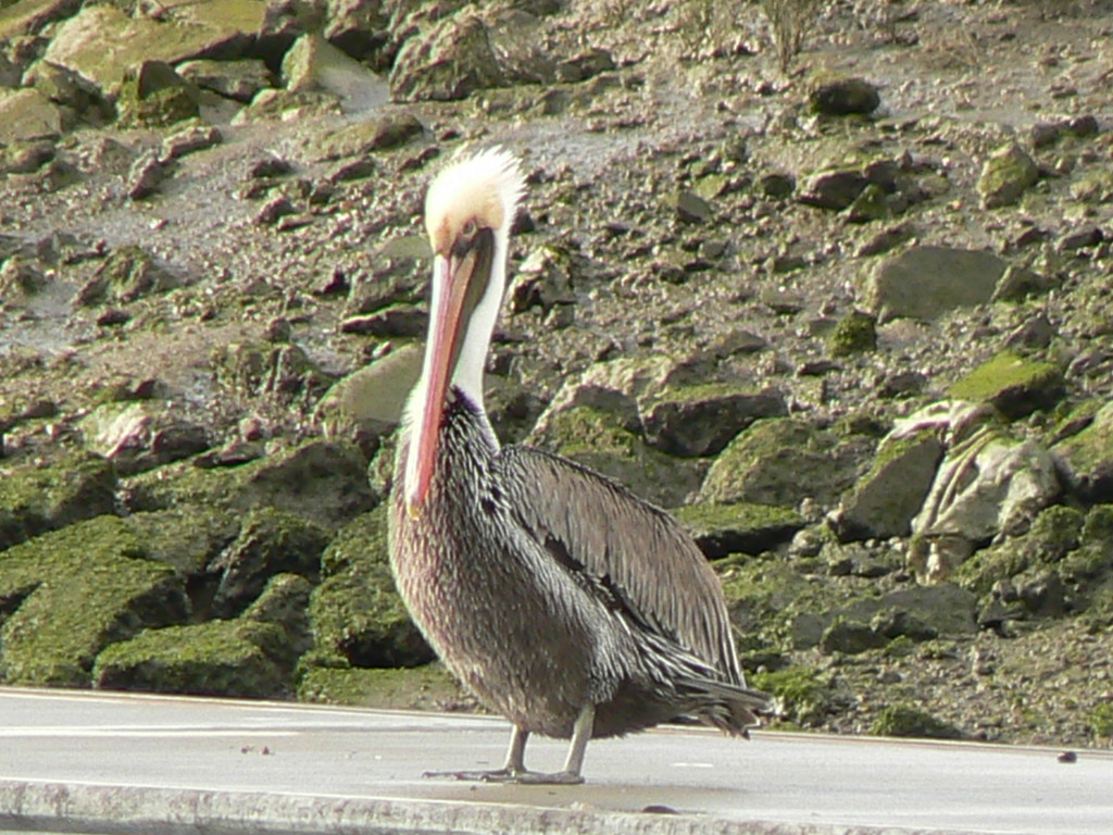 Pelican